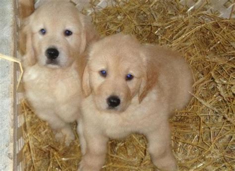With more than ten plus years of breeding experience, we have successfully placed the healthiest, happiest and finest akc english cream golden retriever puppies throughout the pacific northwest. Golden Retriever puppies, Quality English Cream for Sale ...
