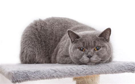 1920x1080px 1080p Free Download British Shorthair Cat Pets Gray