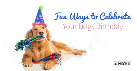 Fun Ways To Celebrate Your Dogs Birthday Sit Means Sit Dog Training