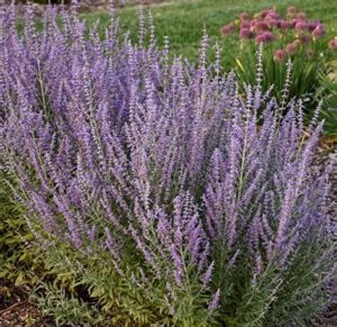 Russian Sage 1 Gallon Cofers Home And Garden
