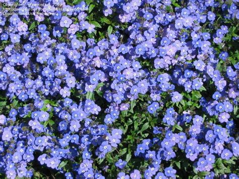 This Is One Of My Favorite Ground Covers It Blooms In The Spring And