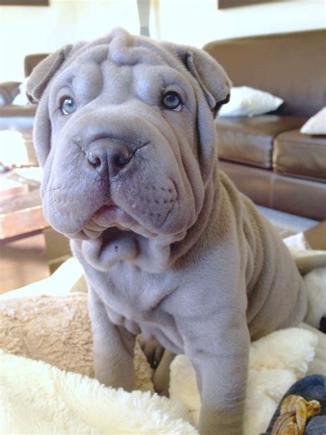 Gunner The Blue Shar Pei Puppy Wrinkly Dog Baby Animals Cute Dogs
