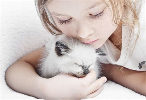 Top Five Calm Cats For Kids Best Cats For Children Petmd