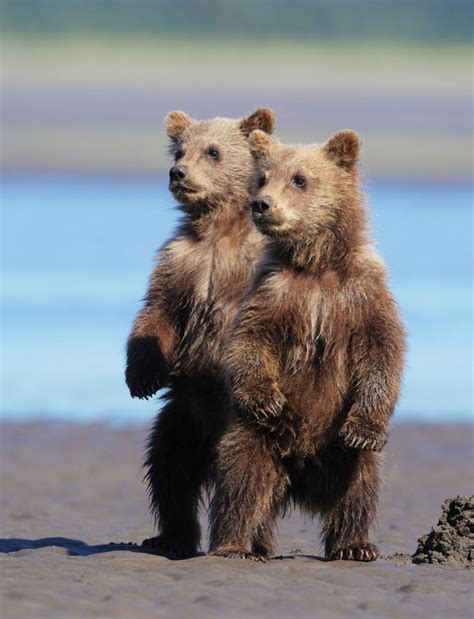 Curious Cubs Bear Cubs Baby Animals Brown Bear