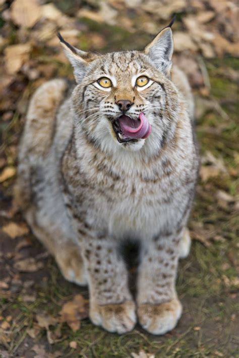 Should Britain Reintroduce The Eurasian Lynx For Equal Rights By