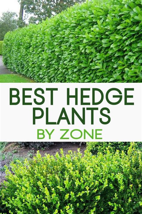 Top 12 Best Hedge Plantsby Zone Gardenlovin Hedges Landscaping