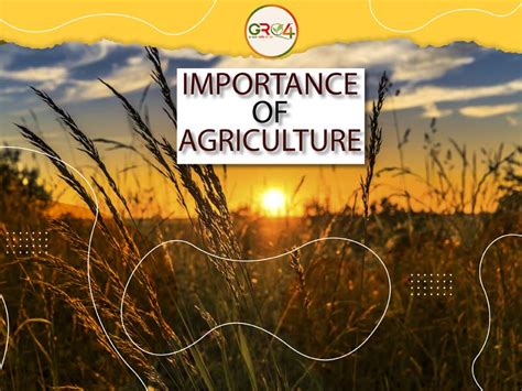 Importance Of Agriculture And Its Role In Our Daily Life Gro4