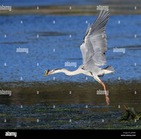 Grey Heron In Flight With An Eel In The Beak Stock Photo Alamy
