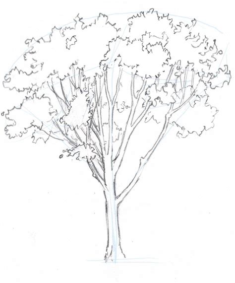 How To Draw Trees Oaks Tree Drawing Tree Drawings Pencil Tree Sketches