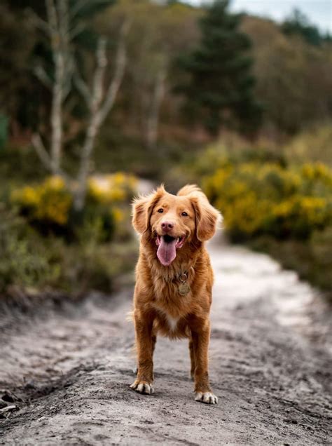 He also needs a job to do. Nova Scotia Duck Tolling Retriever - Hondenrassen Wijzer ️