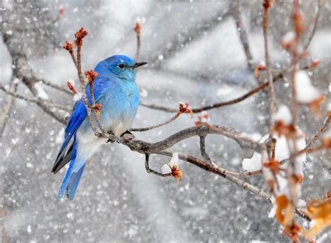 How To Identify A Mountain Bluebird Birds And Blooms
