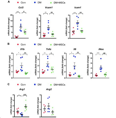 Msc Treatment Decreased And Increased The Expression Of M1 Macrophages