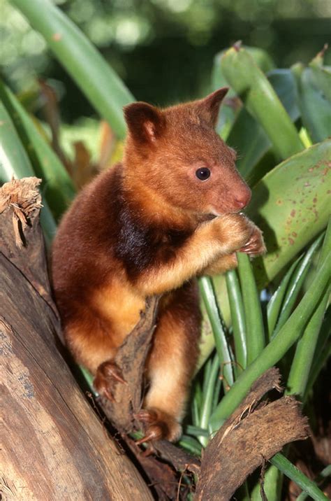 Extremely Cute Tree Kangaroos