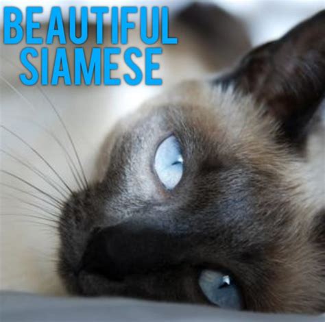 They speak both with their voice and with their body. Are Siamese cats mean? - PoC