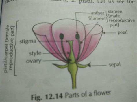 Reproductive Parts Of A Flower