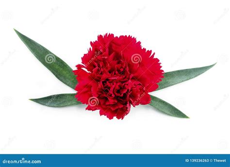 Floral Carnation Flower With Leaves Stock Image Image Of Dianthus
