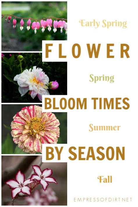Perennial Flower Bloom Times For Every Season Empress Of Dirt