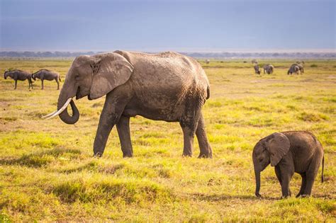 Dozens Of Elephants Killed For Their Tusks In Massive Poaching Incident In Botswana