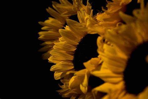 Hd Wallpaper Yellow Sunflower With Black Background Blossom Plant