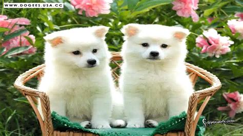 Worlds Cutest Puppies Photos Collection Very Cute Puppy