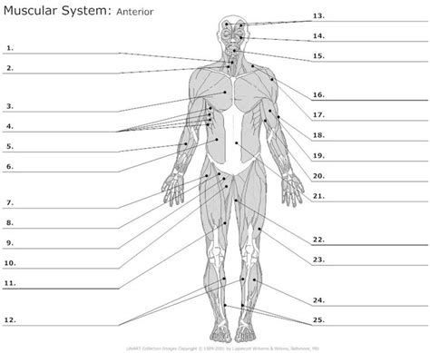 Anterior Muscles Unlabeled Homeschool~science Pinterest Search