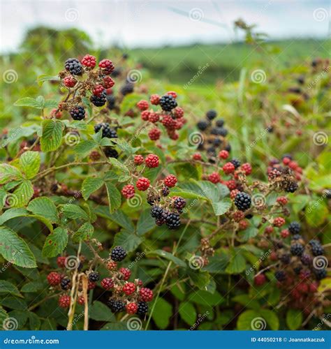 Bramble Bush Stock Photo Image Of Rippening Food Gardening 44050218