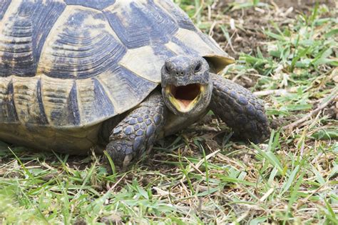 Wallpaper Shouting Angry Turtle Hd Widescreen High Definition