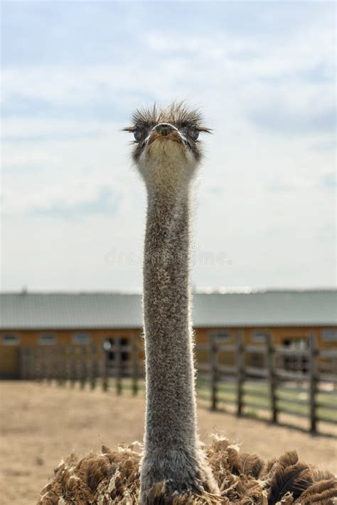 Vertical Shot Of Standing Ostrich On The Farm Stock Image Image Of