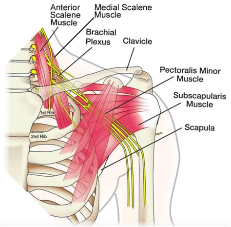 Shoulder Anatomy Nerve