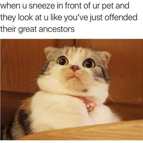 Best 25 Funny Cat Faces Ideas On Pinterest Crazy Cats