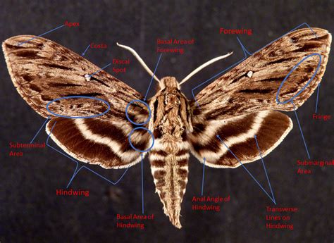 Anatomy Of A Moth Anatomical Charts And Posters