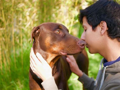The Doberman Your Ultimate Breed Information Guide Your Dog Advisor