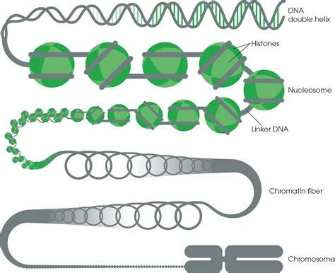 Chromatin Accessibility And Architecture Abcam