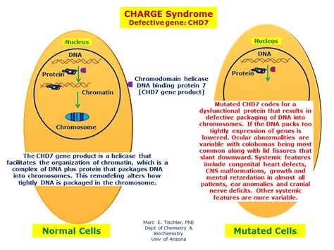 Charge Syndrome Hereditary Ocular Diseases