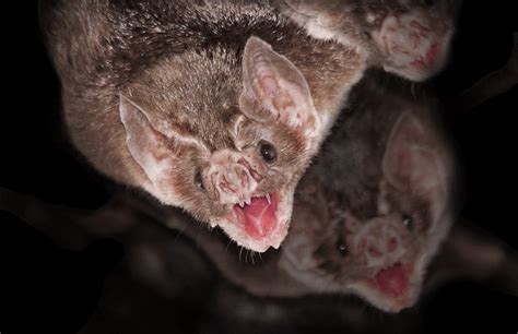 Vampire Bats Maligned Reputation Hinders Efforts At Conservation
