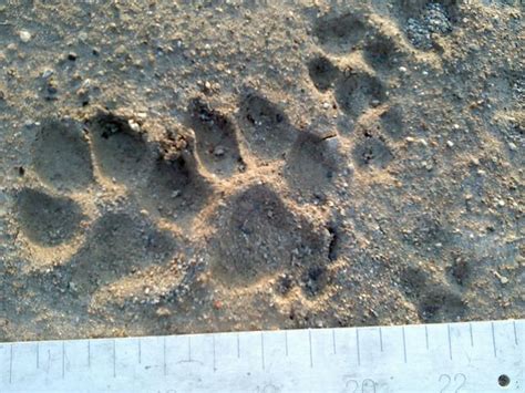 Cougar Tracks In Illinois Page 3