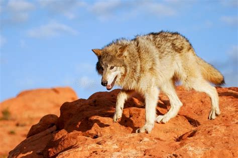 Gray Wolf Canis Lupus Stock Photo Image Of Wildlife 75589446