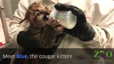 Meet Blue The Cougar Kitten Youtube