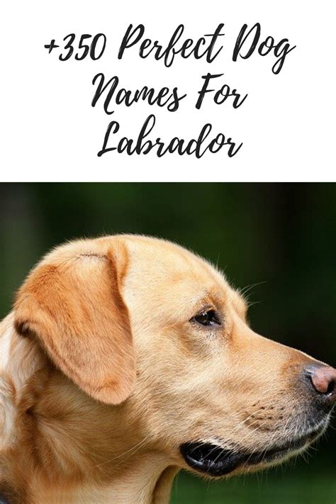350 Perfect Dog Names For Labrador The Ultimate List Dog Names