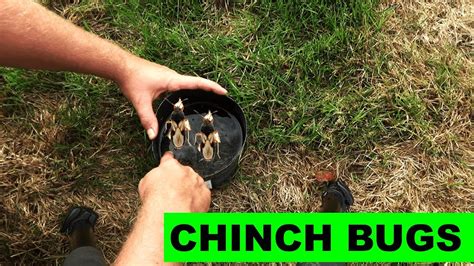 How To Detect And Kill Chinch Bugs In The Lawn Youtube