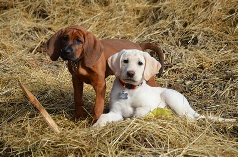 Best Friends Redbone Coonhound And Yellow Lab At 11 Weeks Old Redbone