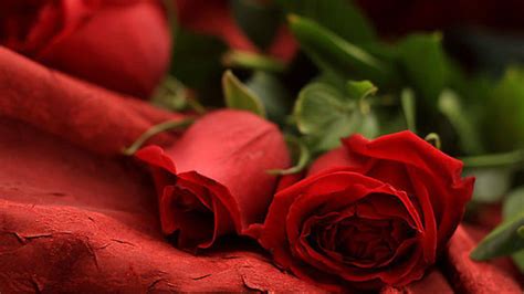 unduh 45 rose romantic iphone wallpaper gambar populer terbaik posts id