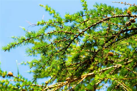 Top 60 Larch Tree Stock Photos Pictures And Images Istock