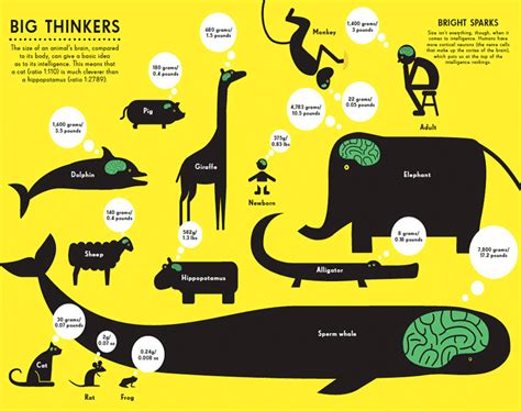 Brain Size Of Animals Infographic Infogrades