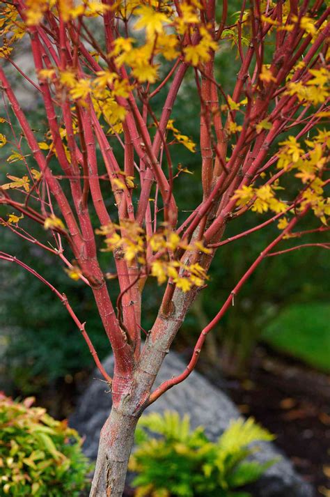 15 Pretty Maple Trees To Plant For A More Vibrant Landscape