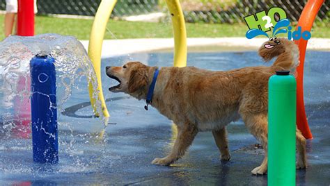 Our Miniature Water Parks For Dogs Are A Hit Where Ever They Are