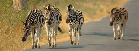Self Drive Safaris In The Kruger National Park