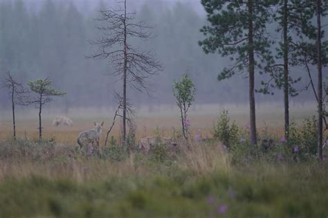 Finlande Car Lie Les Loups Sous Le Soleil De Minuit Voyage Sp Cial