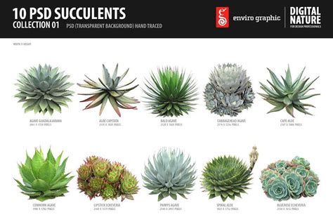10 Psd Plants Collection 2 Succulents Plant Collection Plants