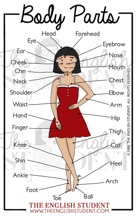 Body Parts Of Woman Name With Picture Human Body Parts Name With